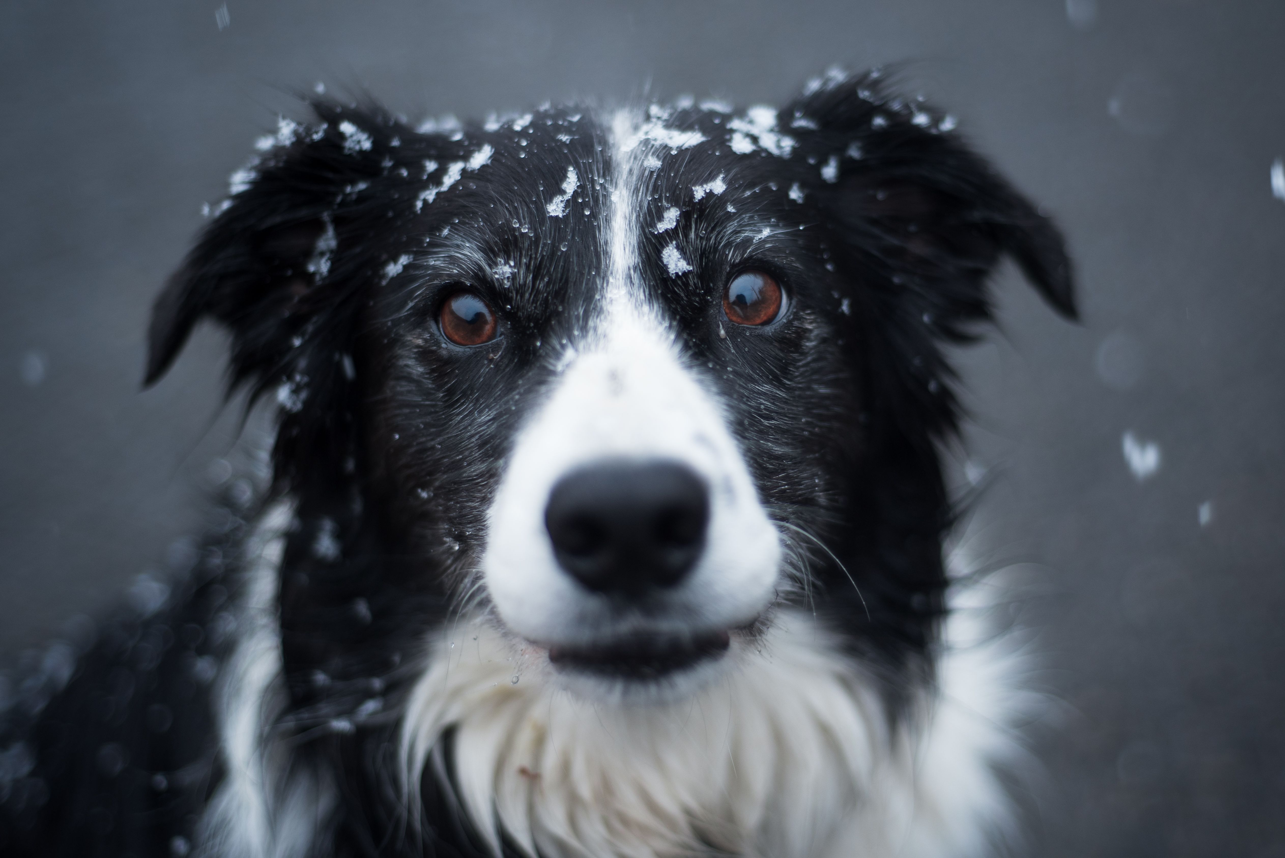 屋外でリラックスした表情を見せる柴犬